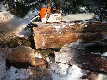 Kiefernfällung im Winter