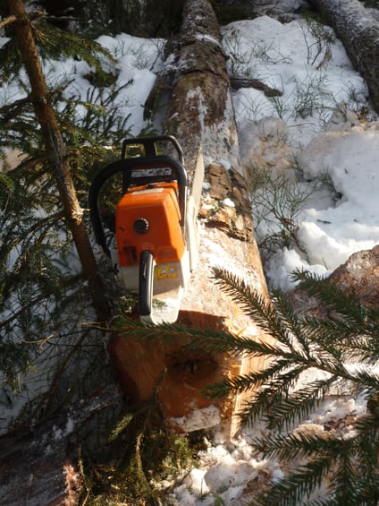 Kiefernfällung im Winter