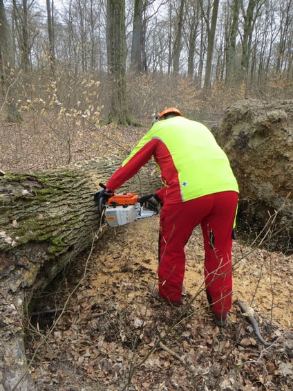Eichenstammholz-Aufarbeitung