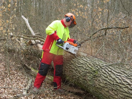 Eichenstammholz-Aufarbeitung