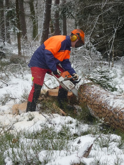 Kiefernfällung im Winter