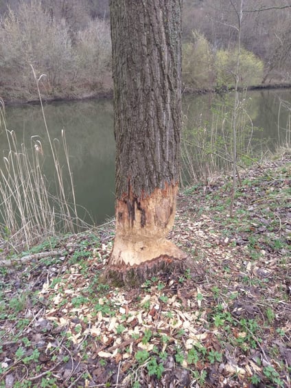 Biberschäden an Bäumen