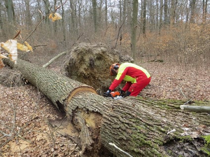 Eichenstammholz-Aufarbeitung