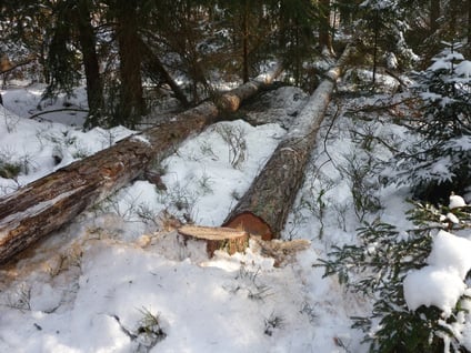 Kiefernfällung im Winter