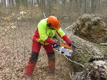 Eichenstammholz-Aufarbeitung