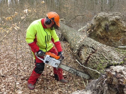 Eichenstammholz-Aufarbeitung