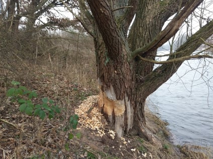 Biberschäden an Bäumen