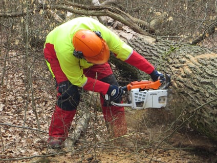 Eichenstammholz-Aufarbeitung