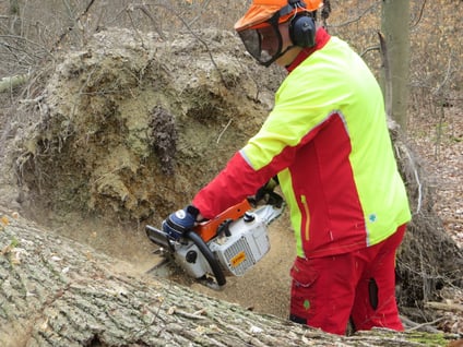 Eichenstammholz-Aufarbeitung