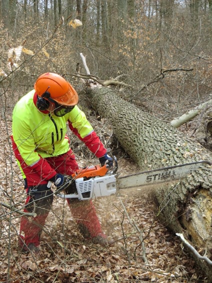 Eichenstammholz-Aufarbeitung