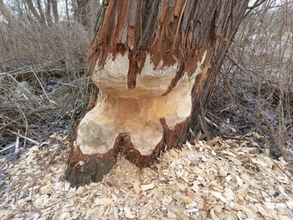 Biberschäden an Bäumen