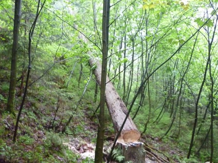 bieckers-motorsaegen.de