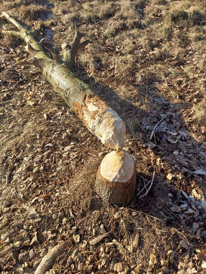 bieckers-motorsaegen.de