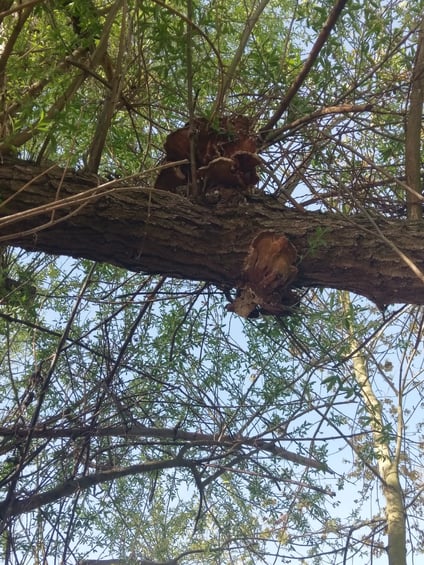 Natürliches Vogelnest