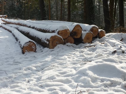 Kiefernfällung im Winter