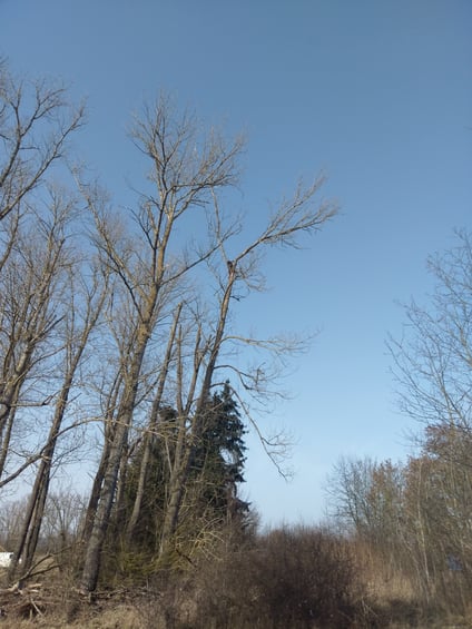 bieckers-motorsaegen.de