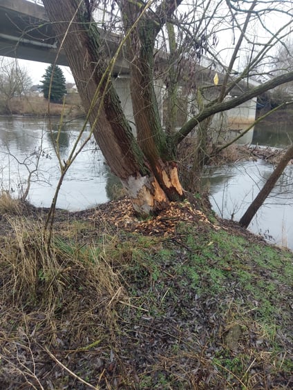 Biberschäden an Bäumen