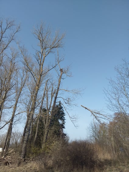 bieckers-motorsaegen.de