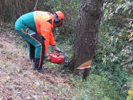 bieckers-motorsaegen.de