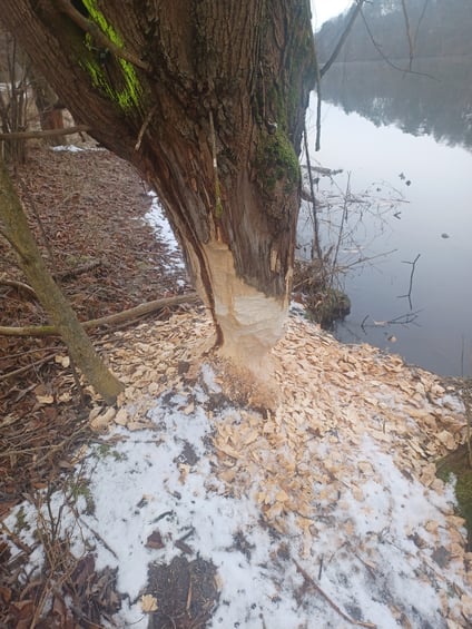 bieckers-motorsaegen.de