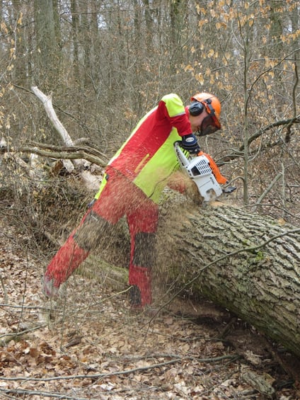 Eichenstammholz-Aufarbeitung