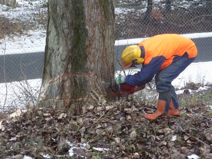 bieckers-motorsaegen.de