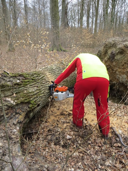 Eichenstammholz-Aufarbeitung