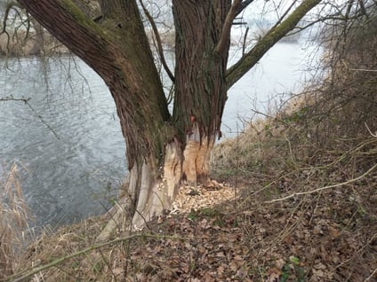 Biberschäden an Bäumen