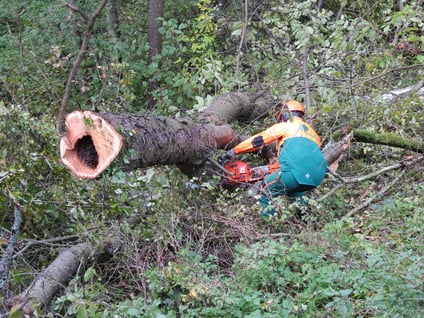 bieckers-motorsaegen.de