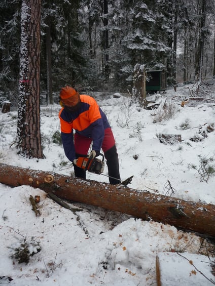 Kiefernfällung im Winter