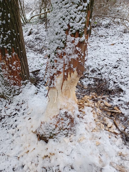 Biberschäden an Bäumen
