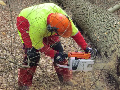 Eichenstammholz-Aufarbeitung