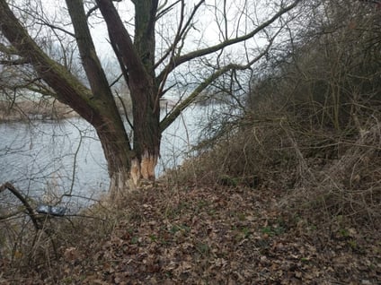 Biberschäden an Bäumen