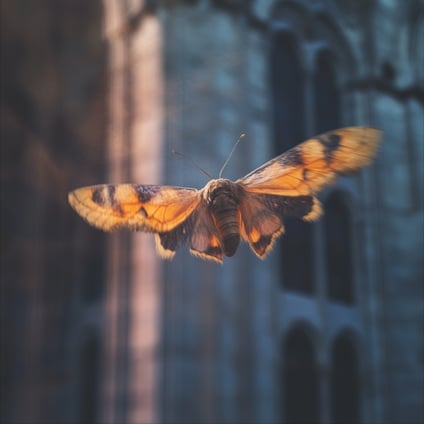 Ein verschwommenes Foto einer orange-schwarzen Motte, die mit ausgebreiteten Flügeln vor der Kathedrale fliegt und von sanftem Licht beleuchtet wird, aufgenommen von unten. Der Hintergrund ist eine verschwommene Ansicht gotischer Architektur.