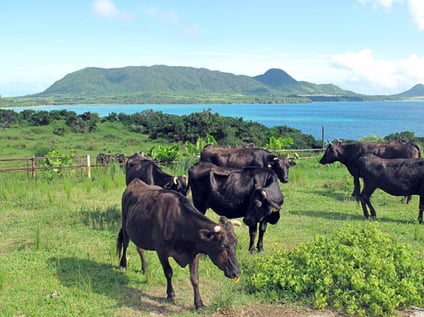 　石垣島の牧場。「俺こんなに綺麗な所だったら牛になりたい」「食われてもいい」と