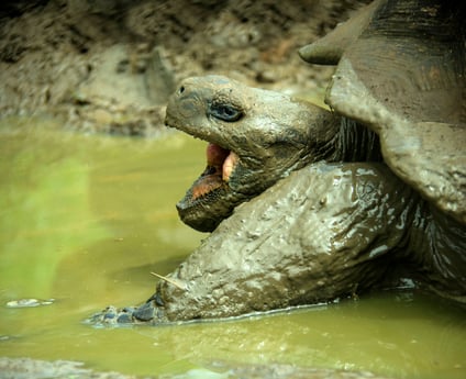Giant turtle in the Galapagos Island opening its mouth 