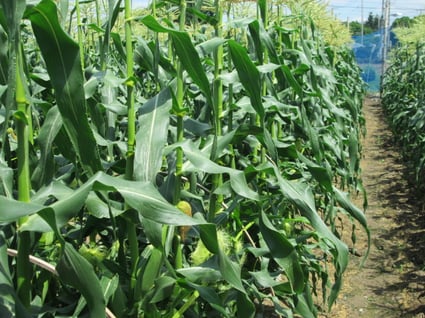 スマイルベジタブル和久井/トウモロコシ/野菜ソムリエ/東京インテリア/東京デザインセンター/家具/栃木県鹿沼市