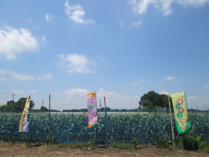 スマイルベジタブル和久井/トウモロコシ/野菜ソムリエ/東京インテリア/東京デザインセンター/家具/栃木県鹿沼市