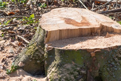 Ein bodennah abgeschnittener Wurzelstock zeigt die Folgen einer Baumfällung und unterstreicht, wie Baumpflege ImmerGrün durch frühzeitige Pflege und Baumkontrolle unnötige Fällungen vermeiden kann.