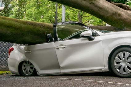 Ein umgestürzter Baum liegt nach einem Sturm auf einem Auto und macht deutlich, wie wichtig regelmäßige Baumkontrollen durch Baumpflege ImmerGrün für Sicherheit und Sturmschaden‑Prävention sind.