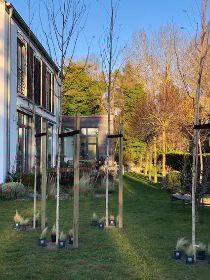 dieartigeGARTEN // März, Frühlingsgarten - Junge Himalaya-Birken im Abendlicht