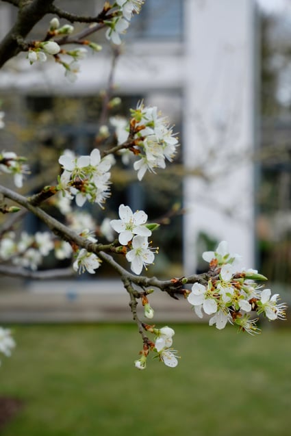 dieartigeGARTEN // März, Frühlingsgarten - die Pflaumenblüte, Detail