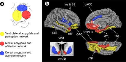 Schéma topographique des sous-régions d'amygdale et de leurs réseaux affiliés à grande échelle desservant la cognition sociale. 