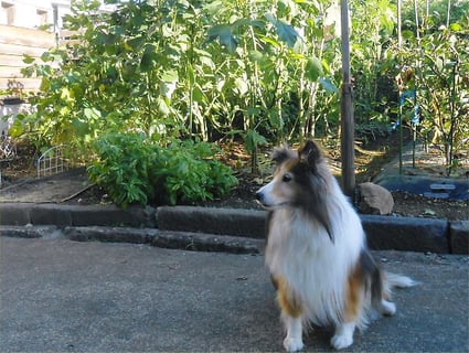 2013.09.17 (Tue) Okra and Erie