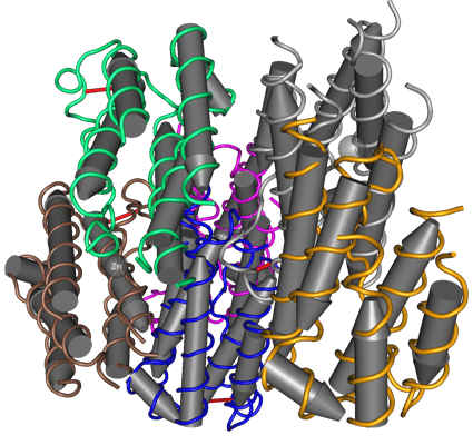 Cette représentation de la structure tridimensionnelle d'un interféron α met en évidence les nombreuses hélices alpha qui le composent (signalées par les cylindres gris), organisées en domaines indiqués chacun par une couleur.  Wikimedia