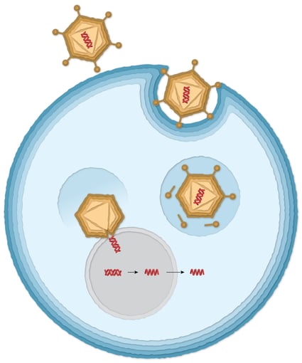 L'adénovirus pénètre la cellule, libère son ADN.  Le gène de la protéine de pointe de coronavirus peut être lu par la cellule et copié dans un ARN messager.