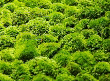 ホソバオキナゴケ