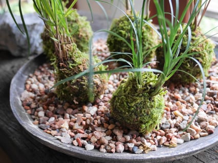 苔玉を作るときに使えます