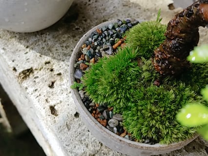 盆栽を作るときに使えます