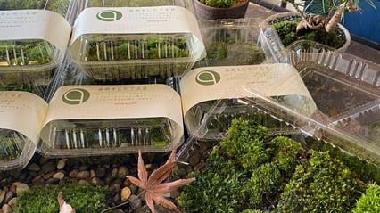 1パック　550円(税込み）